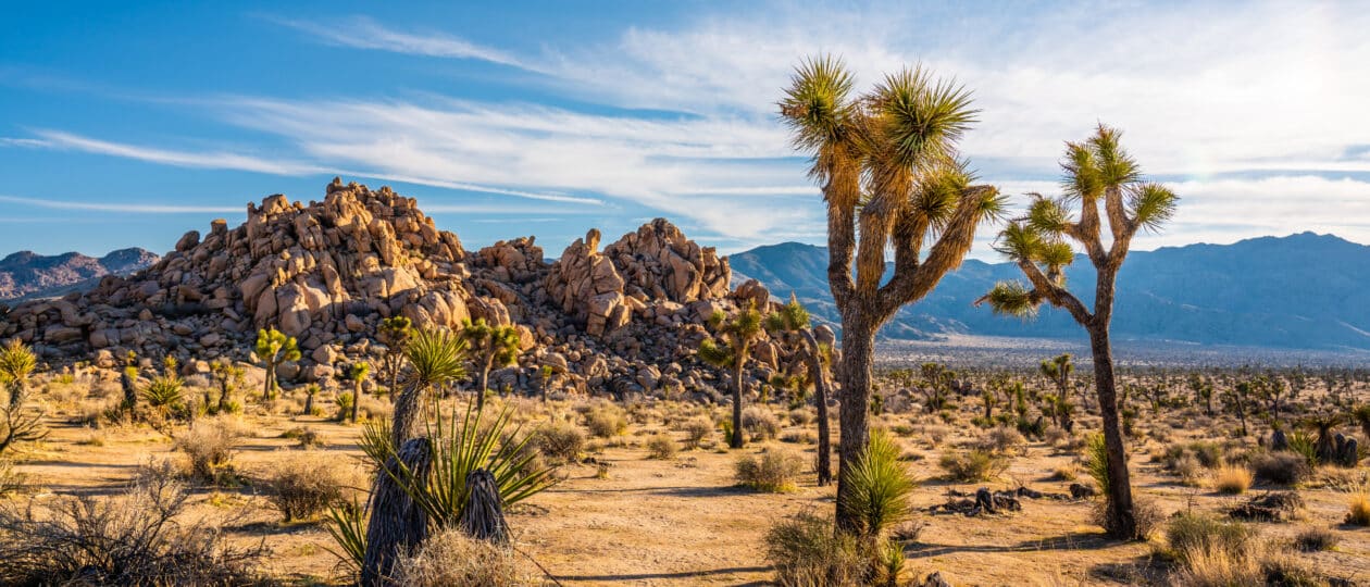 Joshua trees and rock formations in Joshua Tree National Park.