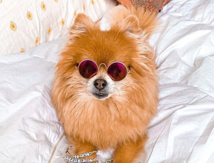 dog with glasses and jewelry on