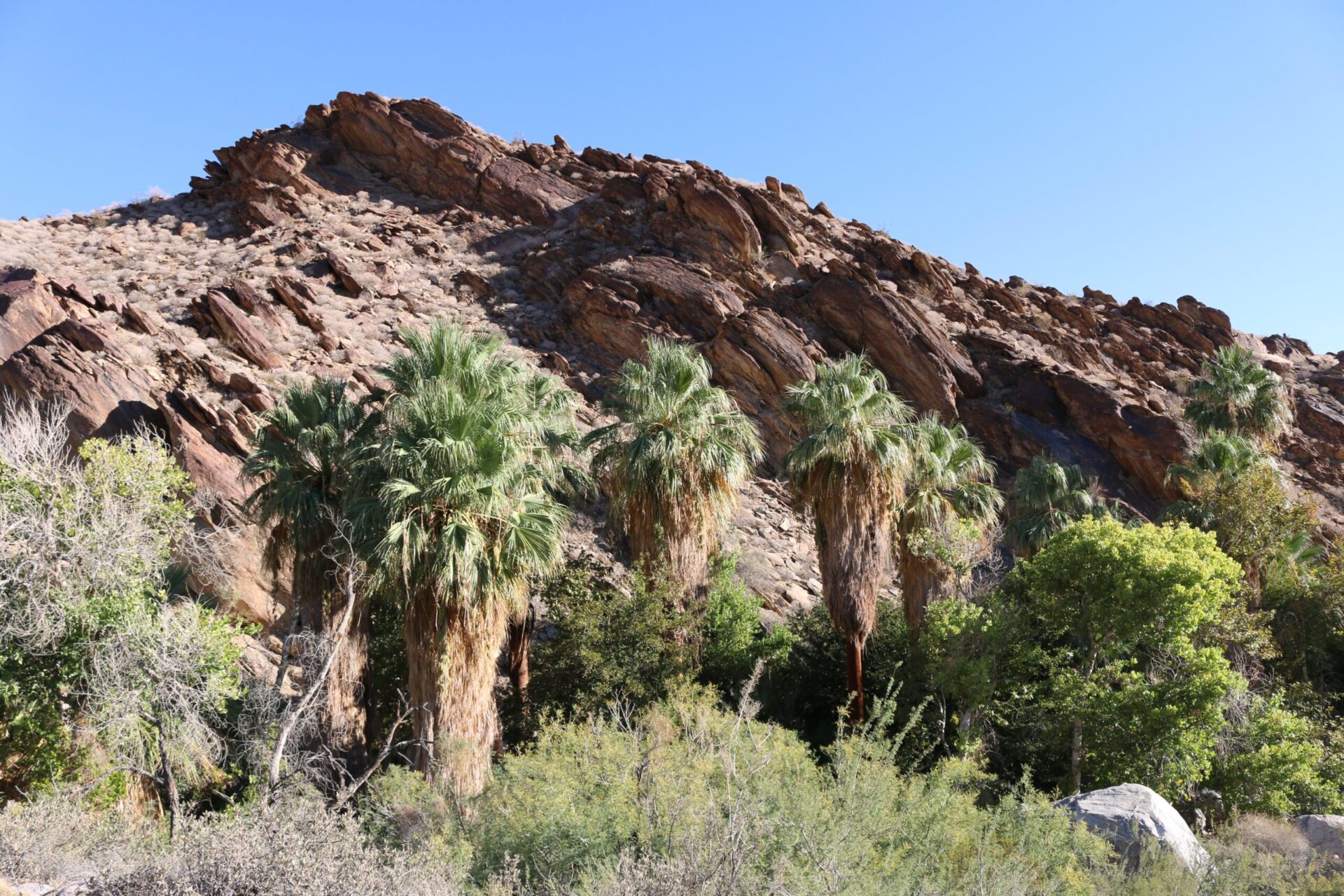 Indian Canyons palm trees