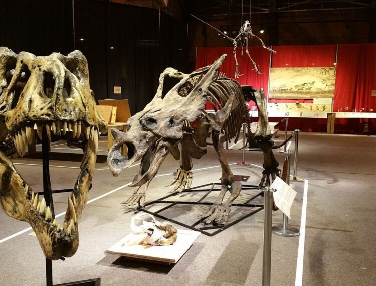 replica of dinosaur skeleton