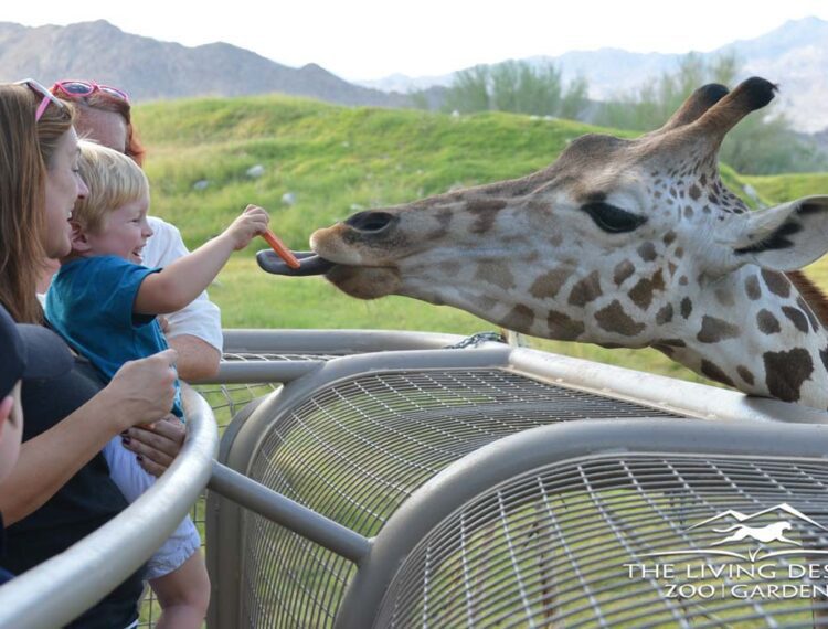 people feeding giraffes