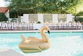 swan in pool
