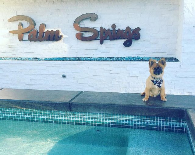 Dog poolside in Palm Springs