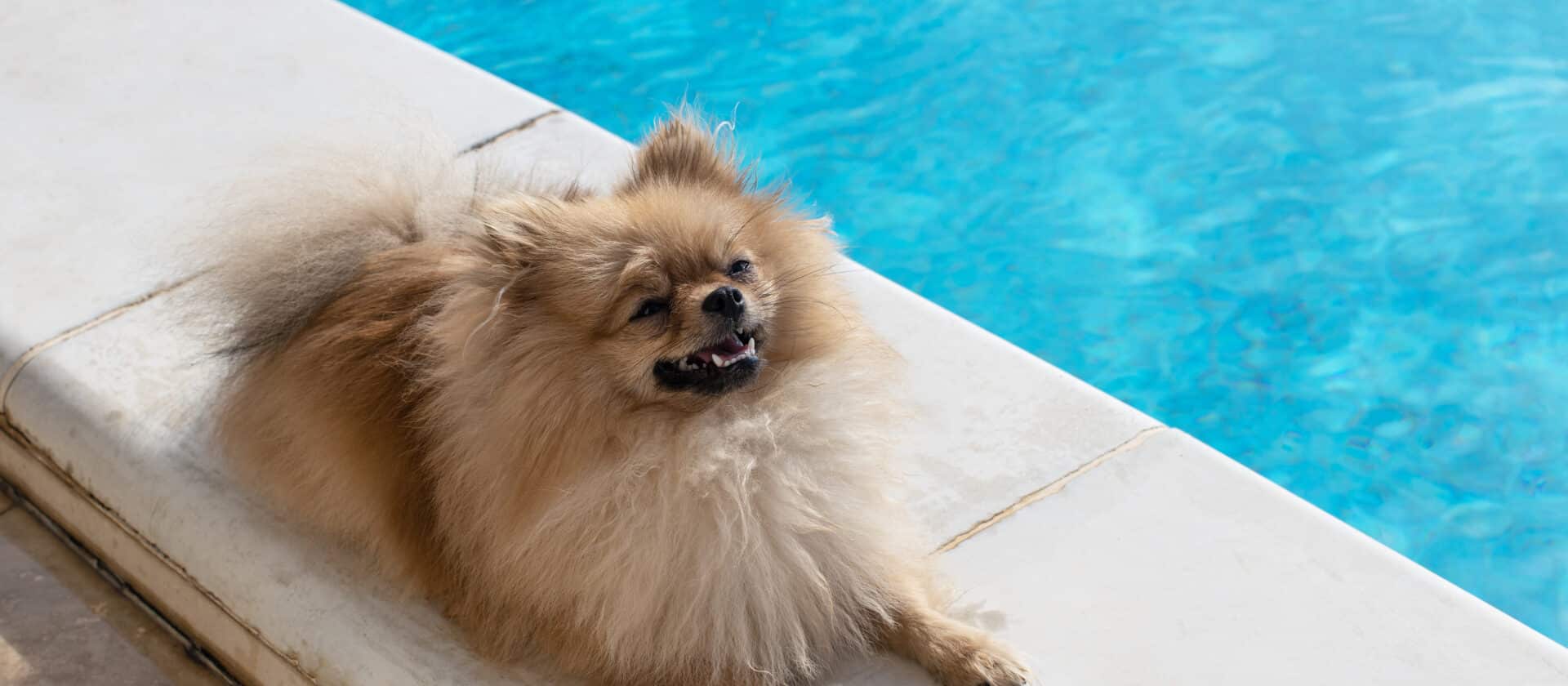 Small fluffy decorative Pomeranian Spitz with funny face, creamy beige color lies near swimming pool, on bright sunny day. Concept recreation in resorts with animals, little friends. dog
