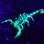 Evolutionary History of Scorpions